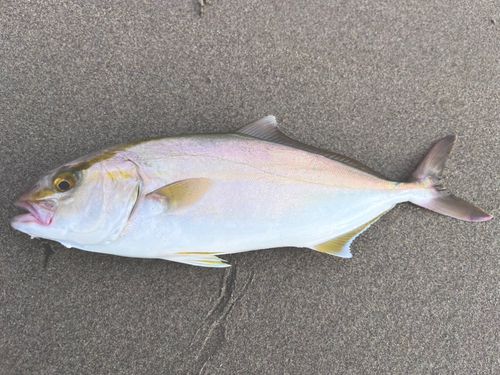 ショゴの釣果