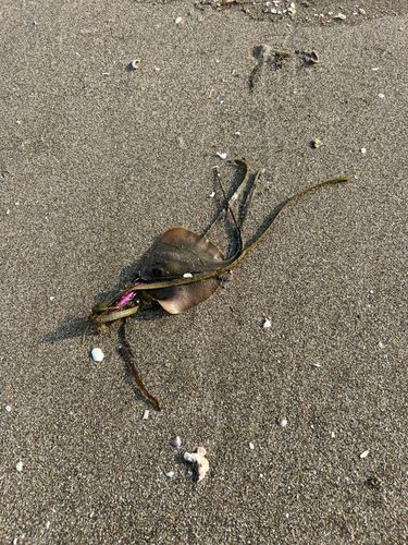 アカエイの釣果