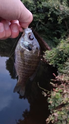 ブルーギルの釣果