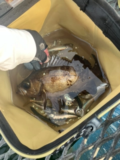 メバルの釣果
