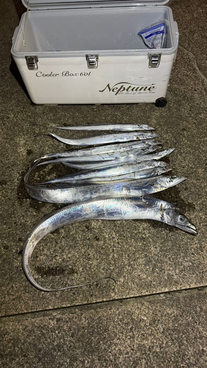 あたるんさんの釣果 3枚目の画像