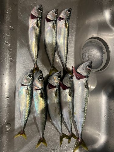 サバの釣果