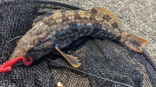 アブラコの釣果