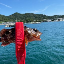 カサゴ