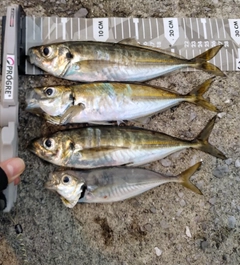 アジの釣果