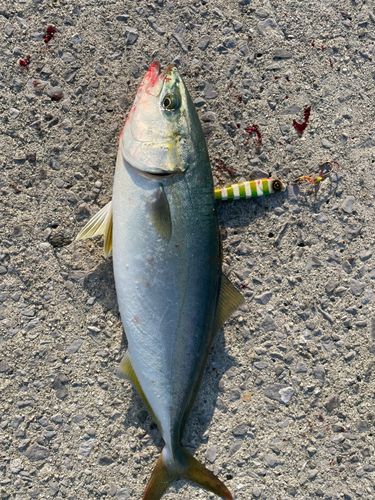 ヤズの釣果