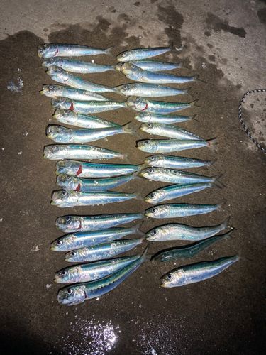 マイワシの釣果