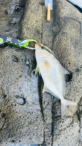 ショゴの釣果
