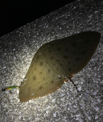 ツバクロエイの釣果