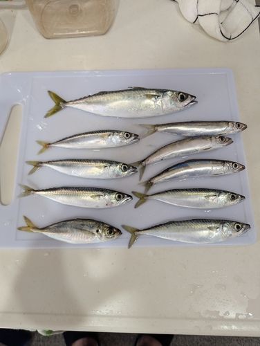 サバの釣果