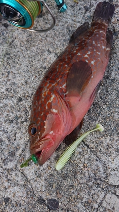 キジハタの釣果