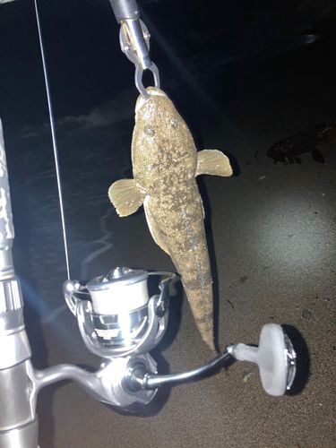 マゴチの釣果