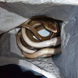 アナゴ