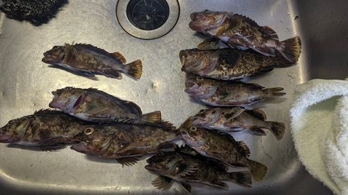 カサゴの釣果