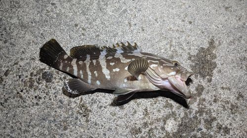 クエの釣果