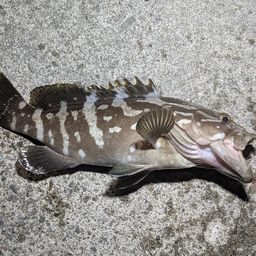 クエ