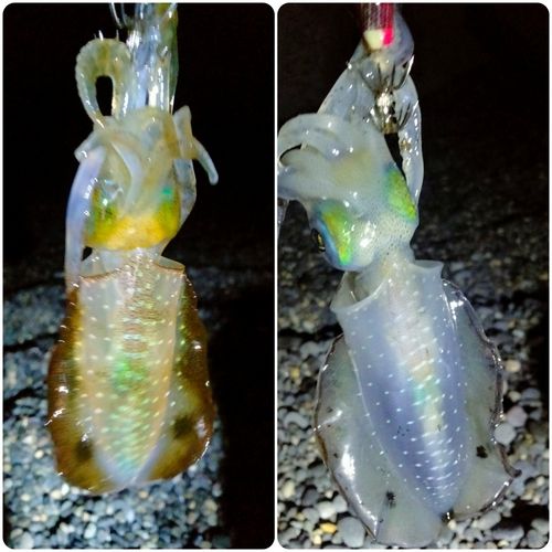 アオリイカの釣果