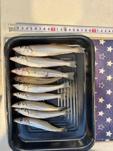 キスの釣果