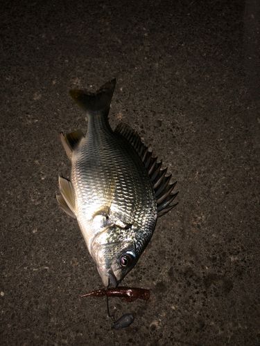 キビレの釣果