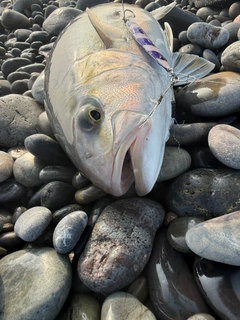 ショゴの釣果