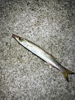 カマスの釣果