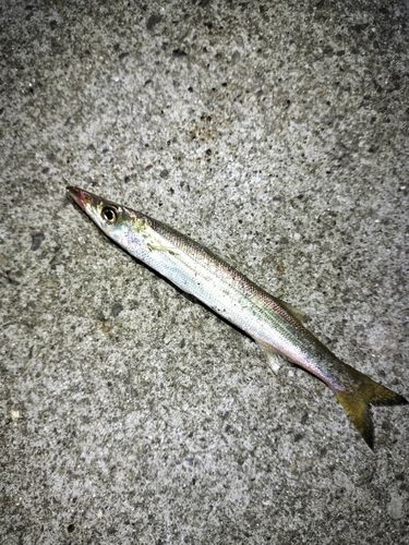 カマスの釣果