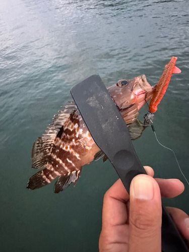 アコウの釣果