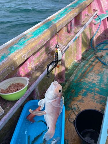 シロアマダイの釣果