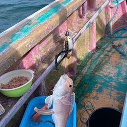 シロアマダイ