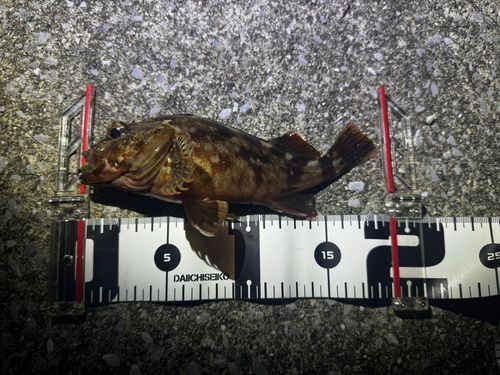 カサゴの釣果