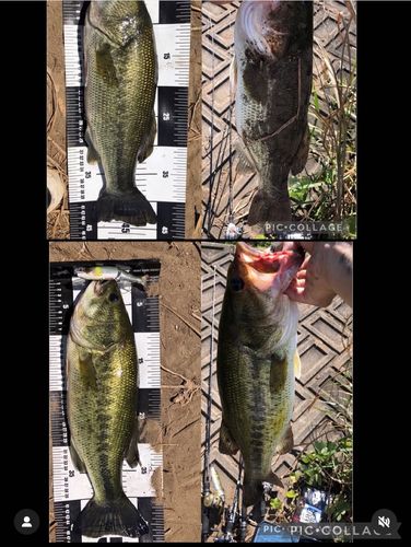 ブラックバスの釣果