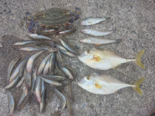 ハゼの釣果