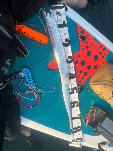 タチウオの釣果