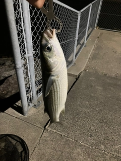 ボラの釣果