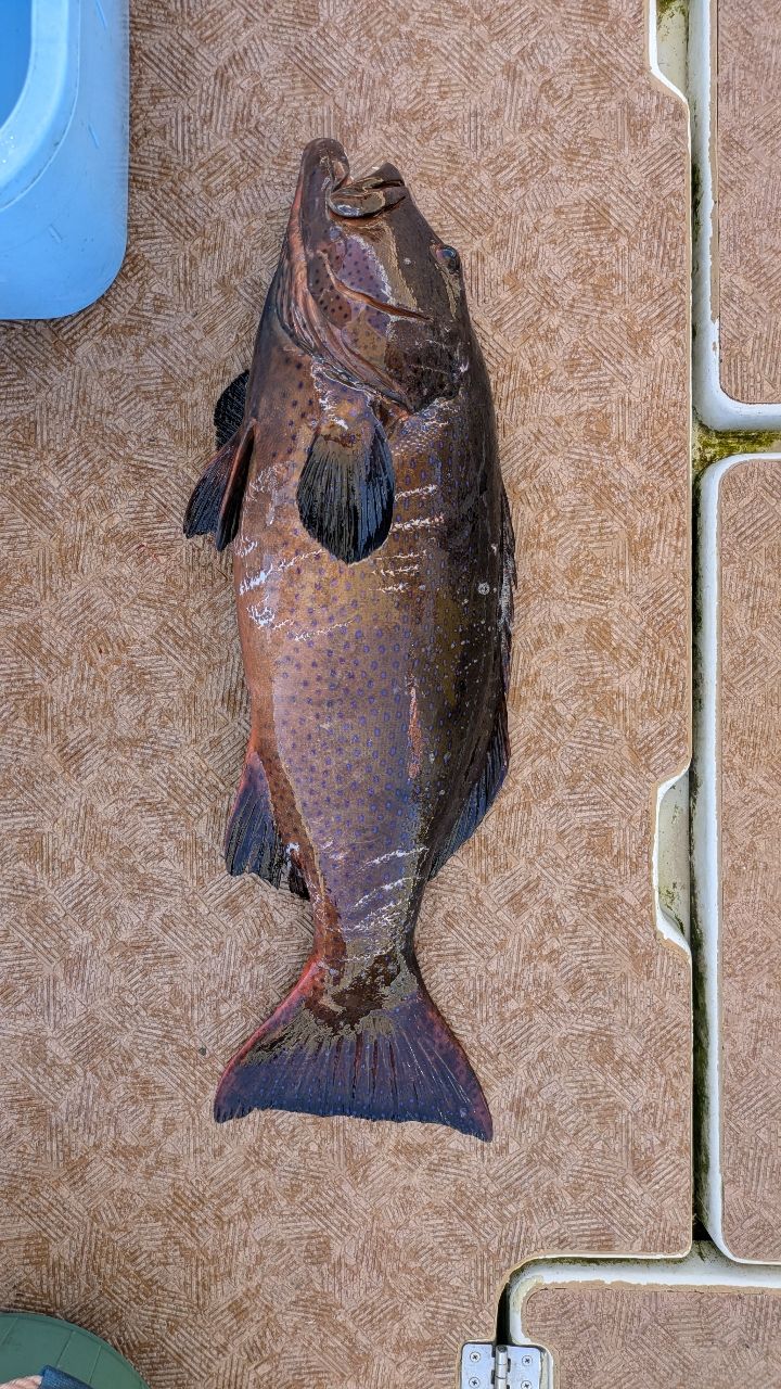 クルバニーアカジン