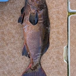 クルバニーアカジン