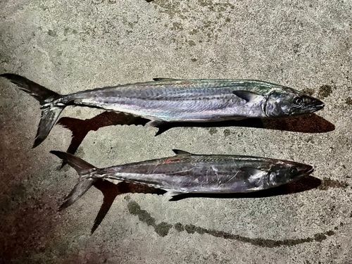 サワラの釣果