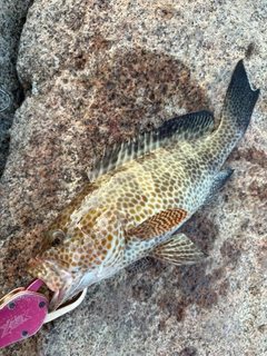 オオモンハタの釣果