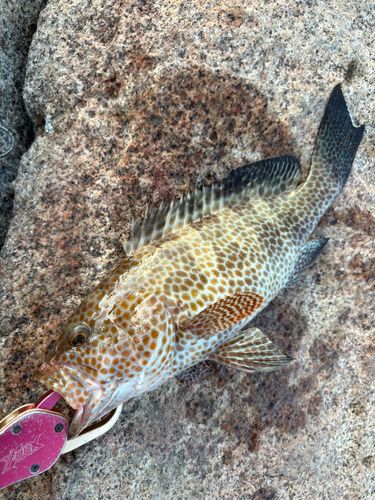 オオモンハタの釣果
