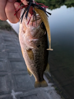 ブラックバスの釣果