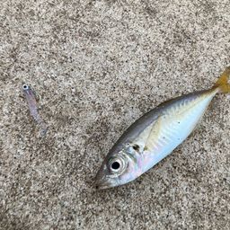 アジ