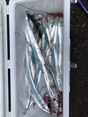 タチウオの釣果