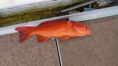 アカジンミーバイの釣果