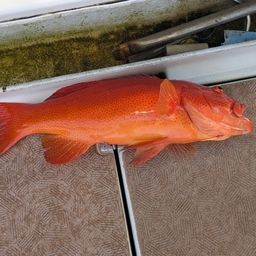 アカジンミーバイ