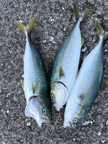 フクラギの釣果