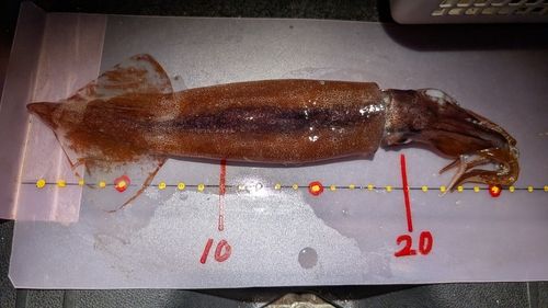 スルメイカの釣果