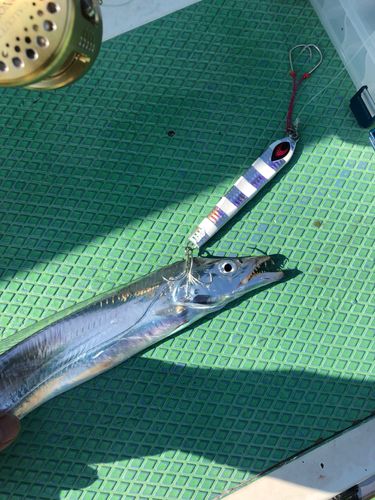 タチウオの釣果