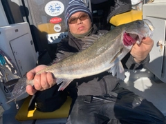 スズキの釣果