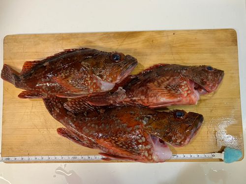 カサゴの釣果