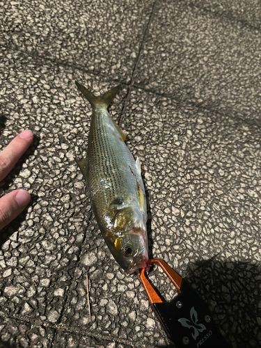 コノシロの釣果